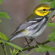 Black-throated Green Warbler